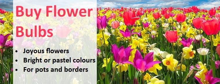 Buy Flower Bulbs Banner 10